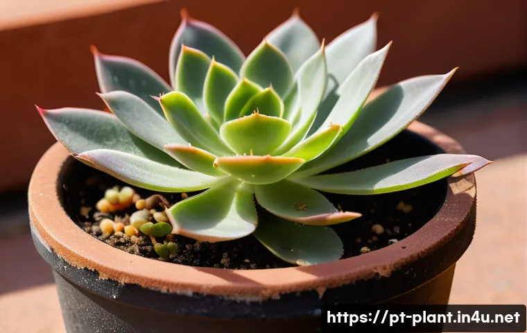 7 dicas infalíveis para proteger suas plantas de pragas e doenças em casa 3 반려식물 병해충 해결법 관련 이미지 1