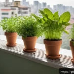 Home 21 허브티용 식물 재배법 - A bright, cozy urban balcony garden in a Brazilian apartment, featuring various potted aromatic herb...