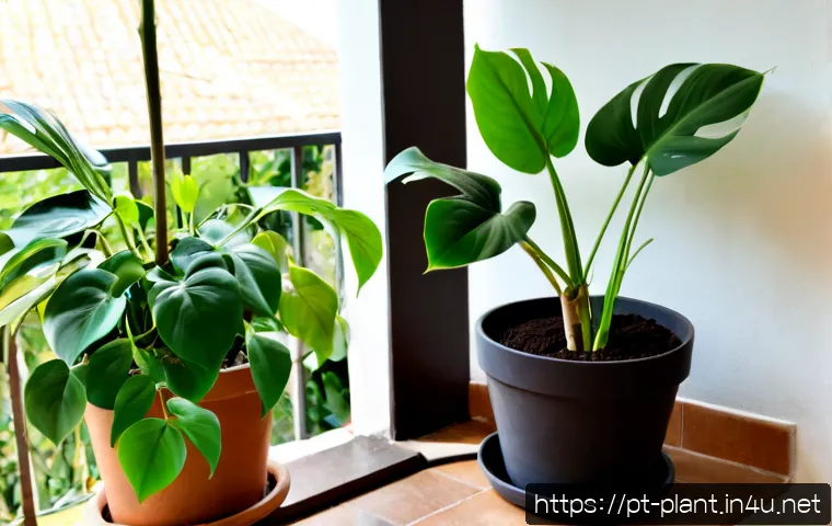 화분 흙 교체 시기 및 방법 - Photorealistic close-up of a healthy potted monstera beside a root-bound plant ready for repotting, ...