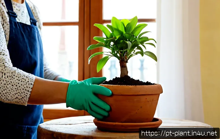 화분 흙 교체 시기 및 방법 관련 이미지 1