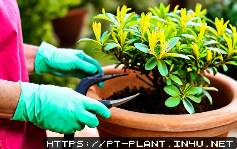 철쭉 키우기 및 가지치기 요령 - Photorealistic close-up of a healthy pink azalea shrub in a terracotta pot on a sunny Portuguese pat...